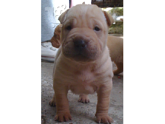 shar pei πωλουνται